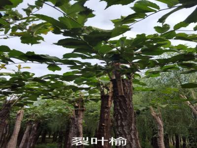 裂葉榆基地直銷(xiāo)，2017年價(jià)格參考