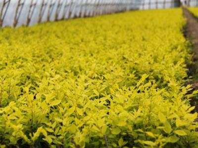 夏季種植金葉榆有哪些注意事項(xiàng)？