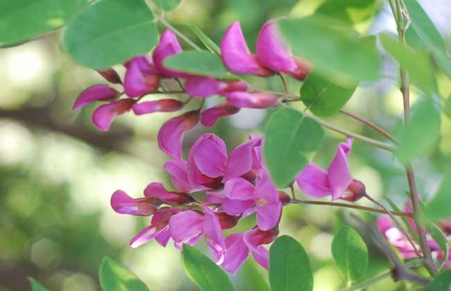 槐花一般幾月開(kāi)花？