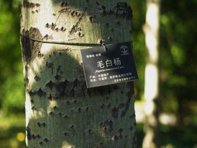 什么叫毛白楊？毛白楊有哪些特點？