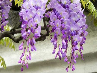 紫藤什么時(shí)候開(kāi)花？紫藤花的花語(yǔ)是什么？