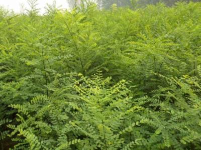 我國的國槐產(chǎn)地分布都有哪些？