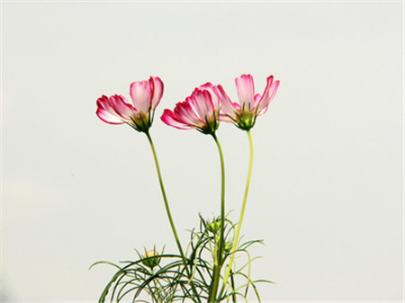 格?；破諘r(shí)間：波斯菊可以是！