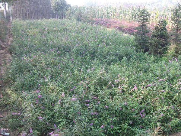 大花醉魚(yú)草圖片