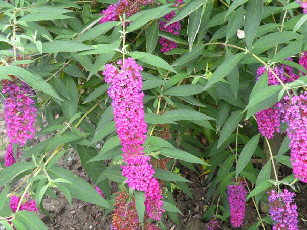 大花醉魚(yú)草圖片