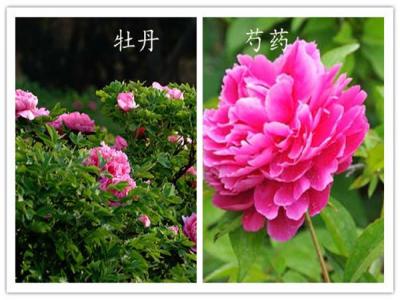 如何分辨牡丹和芍藥？