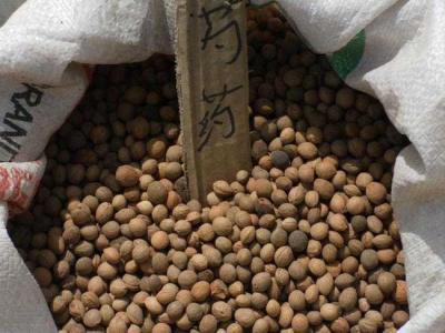 芍藥種子怎么種植？