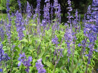 藍(lán)花鼠尾草什么時(shí)候開花，花期多久？