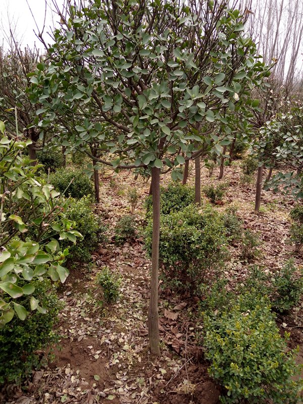 大葉黃楊球圖片