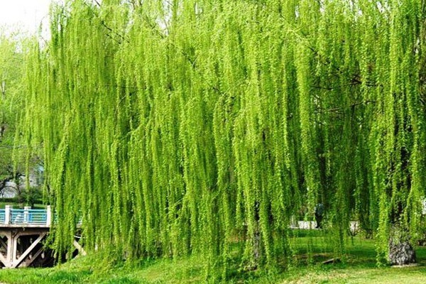 金絲垂柳是嫁接的嗎？