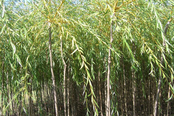 金絲垂柳是嫁接的嗎？