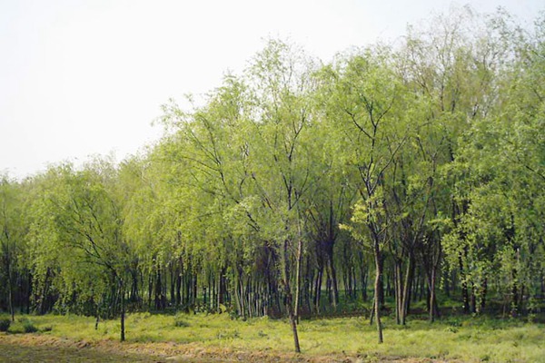 金絲垂柳是嫁接的嗎？