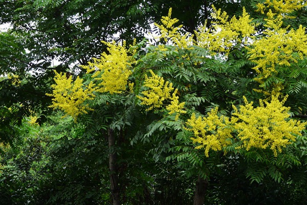 欒樹什么時(shí)候開花，花期多久