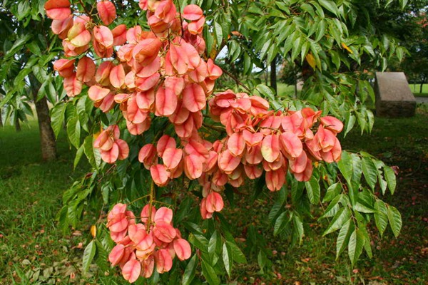 欒樹什么時(shí)候開花，花期多久