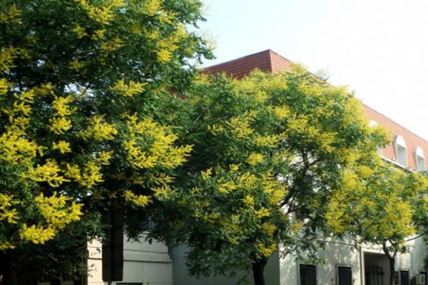 欒樹什么時(shí)候開花，花期多久