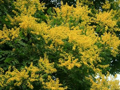 欒樹(shù)什么時(shí)候開(kāi)花，花期多久