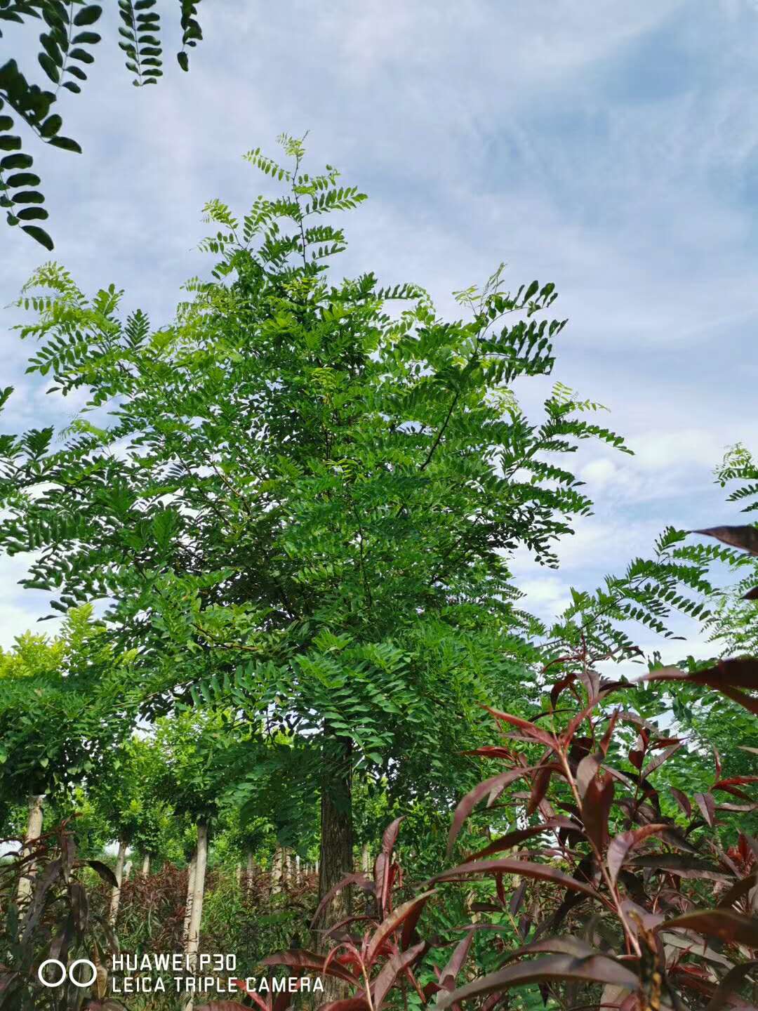 刺槐冠幅展示 刺槐冠幅展示