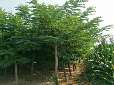 刺槐樹和洋槐樹有什么區(qū)別？是一種樹嗎？