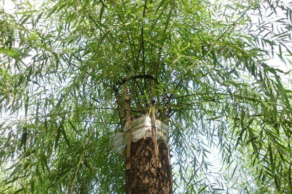 嫁接垂柳相對于原生垂柳有哪些優(yōu)勢？