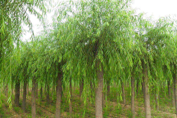 嫁接垂柳相對于原生垂柳有哪些優(yōu)勢？