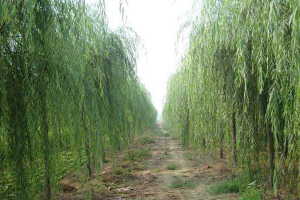 嫁接垂柳相對于原生垂柳有哪些優(yōu)勢？