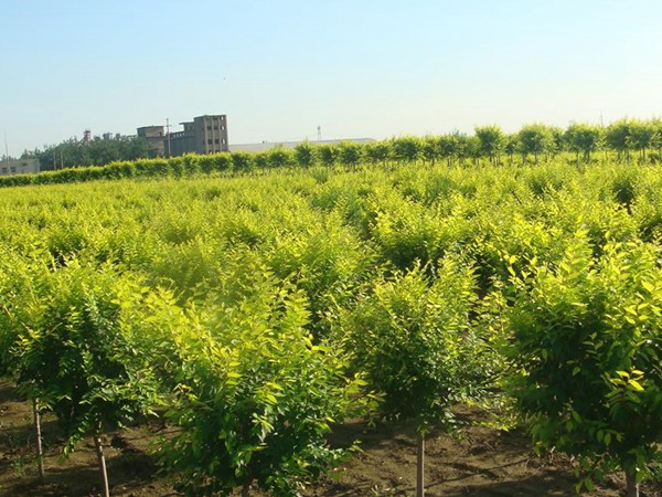 基地直銷金葉榆樹苗，價格多少錢