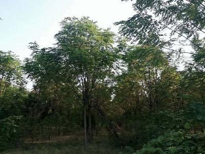 香花槐（紅花刺槐）的花語(yǔ)是什么？