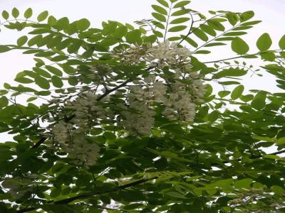 金葉榆幼苗的價(jià)格是多少？