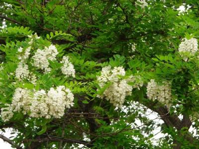 刺槐花語是什么？寓意是什么？
