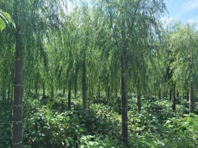 嫁接垂柳幼苗的市場價(jià)格是多少？