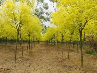 夏季移栽金葉國(guó)槐需要注意哪些事項(xiàng)？