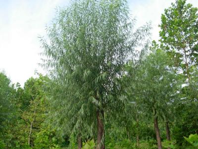 40公分饅頭柳幼苗的市場(chǎng)價(jià)格是多少？