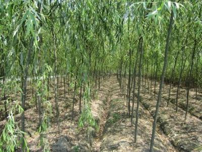 速生柳樹每年可以長粗多少？
