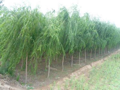 速生柳的生長周期是多長時間？