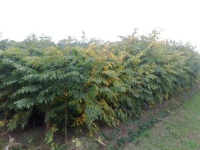 欒樹(shù)和黃山欒樹(shù)二者有什么區(qū)別？