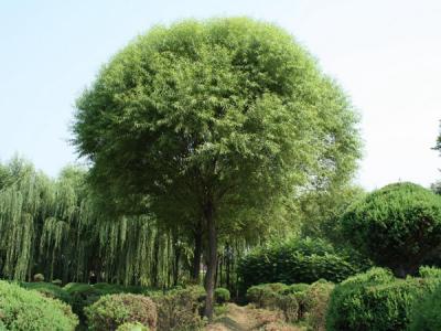 饅頭柳和旱柳二者有什么區(qū)別？