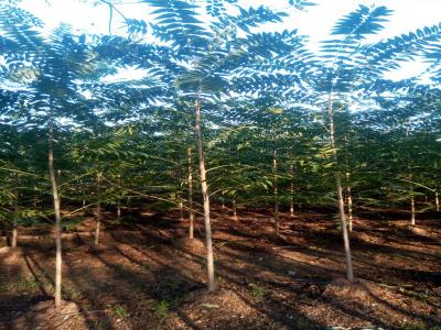 香椿和紅香椿二者有什么區(qū)別？