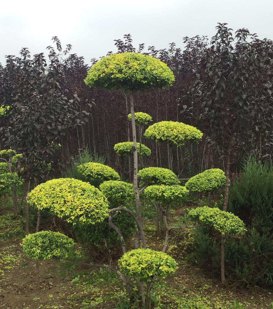 造型金葉榆 造型金葉榆