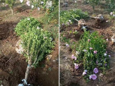 木槿花該如何種植及養(yǎng)護？