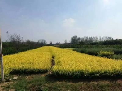 金葉女貞球和金森女貞球二者有什么明顯區(qū)別？