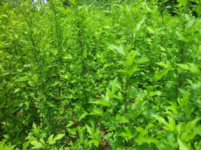 木槿花的花語是什么，寓意是什么？