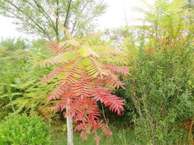 院子里種植臭椿風(fēng)水好嗎？