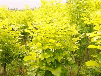 金葉白蠟和白蠟有什么相同點和不同點？