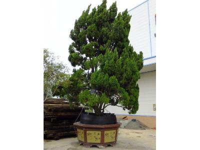 家有龍柏盆景對(duì)家風(fēng)水好嗎？