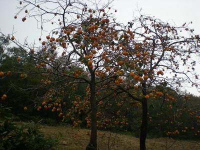 柿子樹結(jié)果少，甚至不結(jié)果，應(yīng)該如何處理？