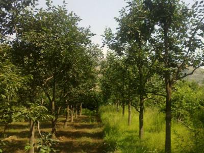 住宅內(nèi)適合種植柿子樹嗎？