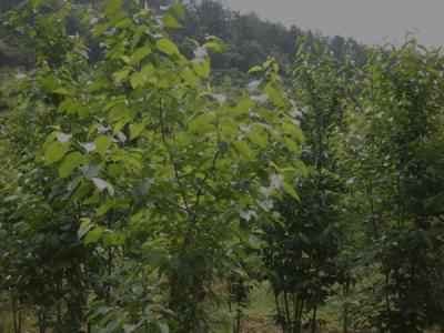 杜仲樹皮怎么采收，什么時候采收？