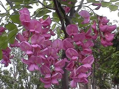 嫁接香花槐的市場(chǎng)價(jià)格是多少？