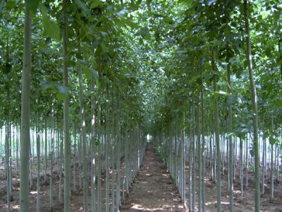 白毛楊小苗在哪里可以購買得到？
