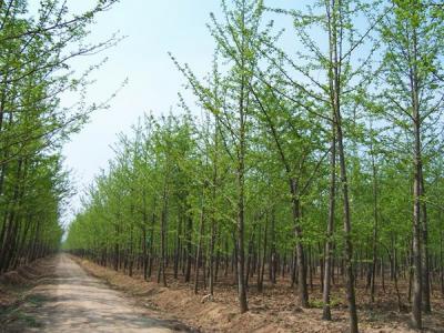 銀杏樹(shù)什么時(shí)候開(kāi)花，什么時(shí)候結(jié)果?